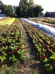 Cultivated rows of leafy green crops