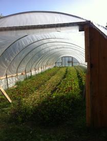 Rows of green plants inside a greenhouse