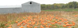 Pumpkins growing among green vines in a field