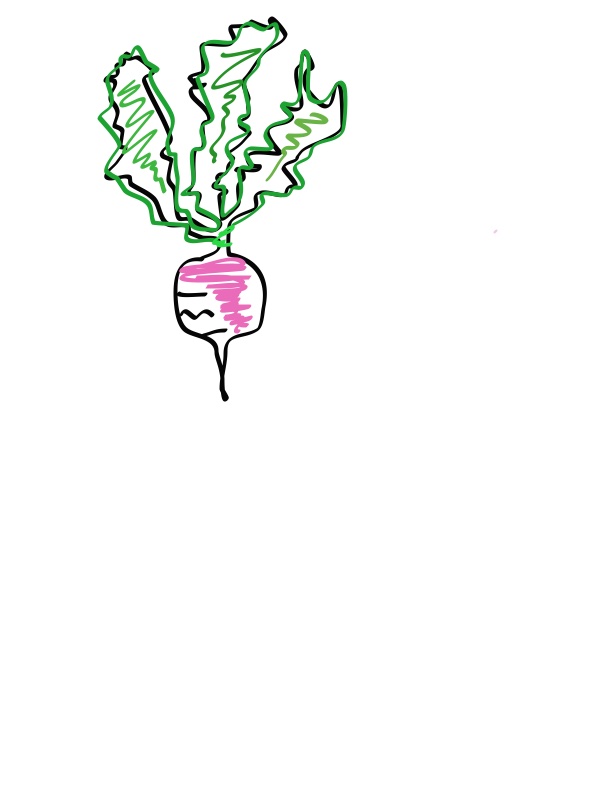 Potager’s hand-drawn radish illustration